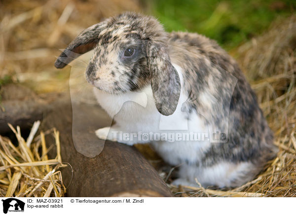 Widderkaninchen / lop-eared rabbit / MAZ-03921