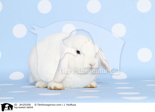Widderkaninchen / lop-eared rabbit / JH-20308