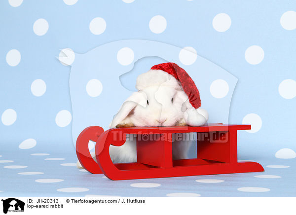 Widderkaninchen / lop-eared rabbit / JH-20313