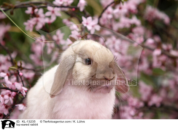 lop-eared rabbit / KL-13235