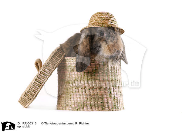 Widderkaninchen / lop rabbit / RR-60313