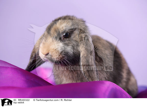 Widderkaninchen / lop rabbit / RR-60322