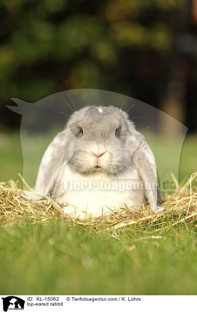 Widder / lop-eared rabbit / KL-15062