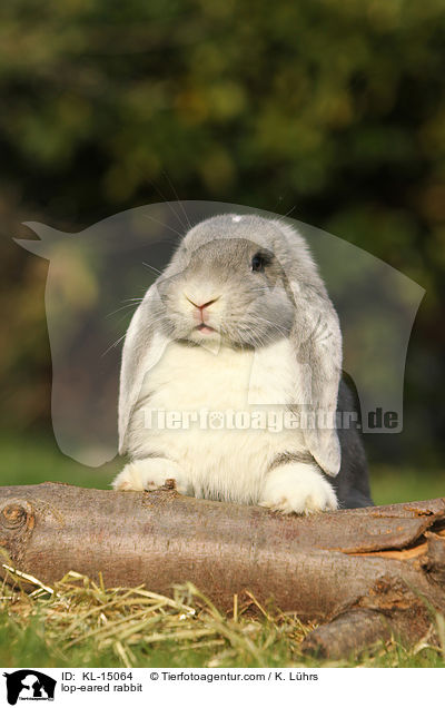 Widder / lop-eared rabbit / KL-15064