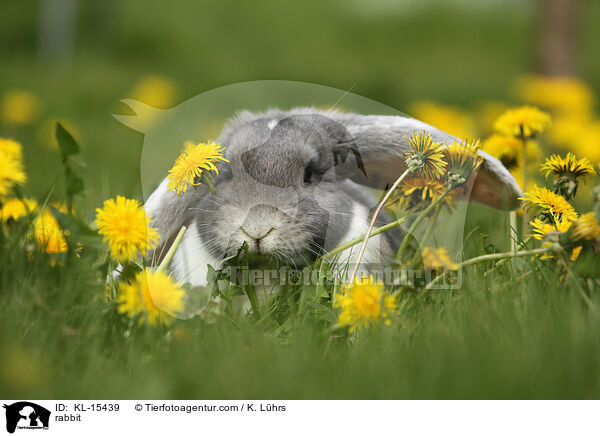 Widder / rabbit / KL-15439