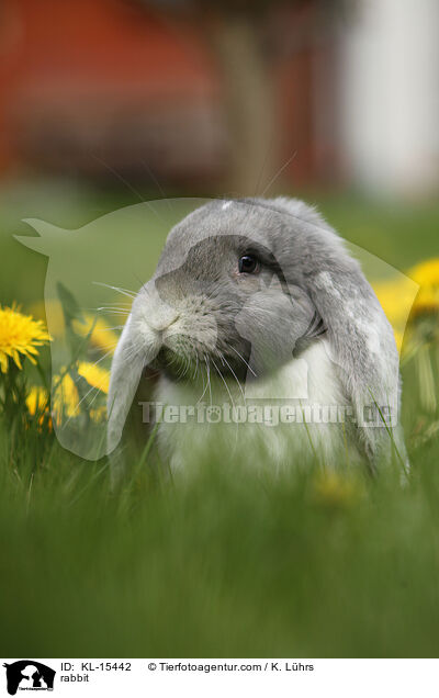 Widder / rabbit / KL-15442