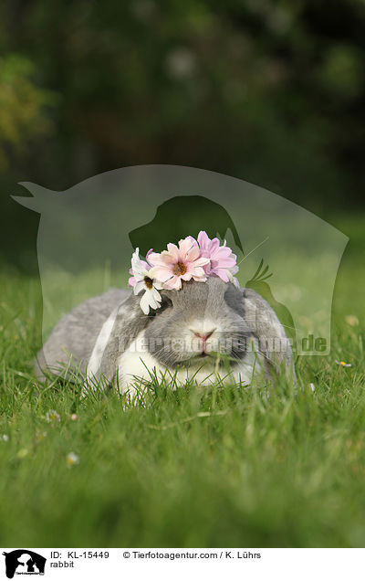 rabbit / KL-15449