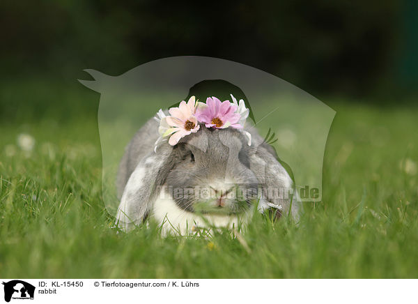 Widder / rabbit / KL-15450