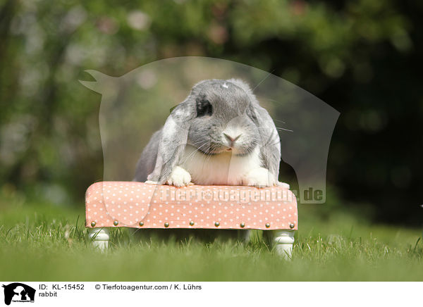 rabbit / KL-15452