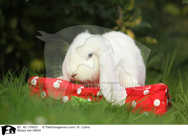 Widderkaninchen / floppy ear rabbit / KL-15923