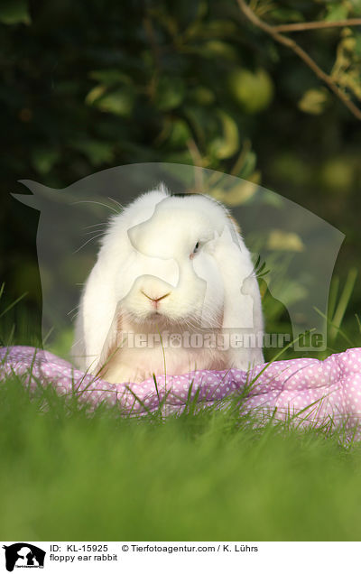 Widderkaninchen / floppy ear rabbit / KL-15925