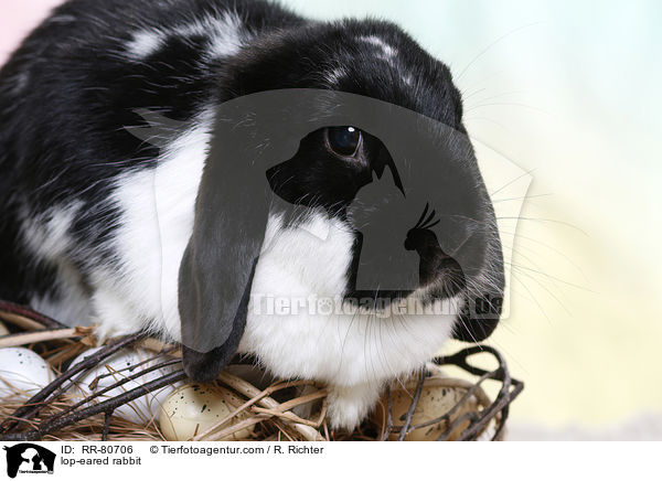 lop-eared rabbit / RR-80706