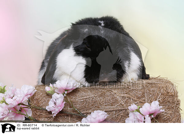 Widder Kaninchen / lop-eared rabbit / RR-80714