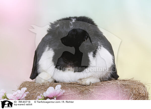 Widder Kaninchen / lop-eared rabbit / RR-80718