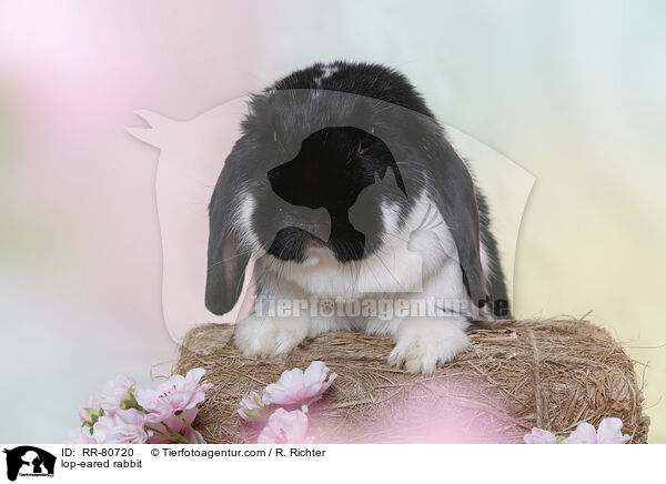 Widder Kaninchen / lop-eared rabbit / RR-80720