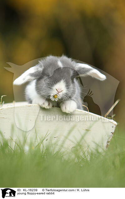 young floppy-eared rabbit / KL-16239