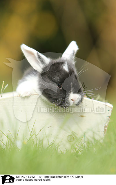 young floppy-eared rabbit / KL-16242