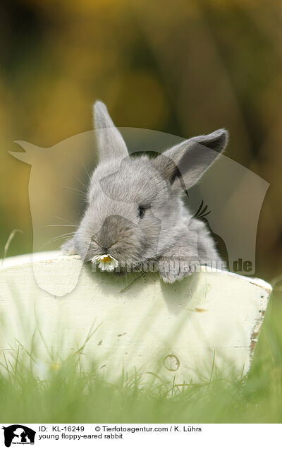 young floppy-eared rabbit / KL-16249