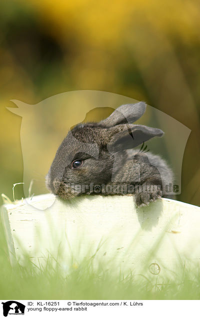 junges Widderkaninchen / young floppy-eared rabbit / KL-16251