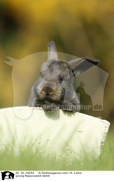 young floppy-eared rabbit / KL-16252