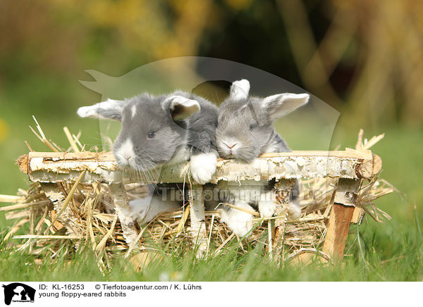 young floppy-eared rabbits / KL-16253