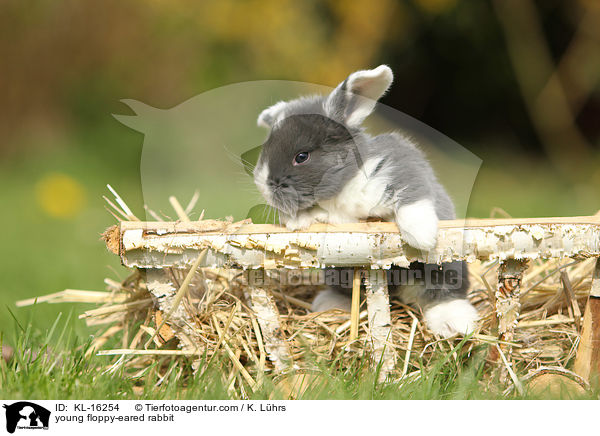 junges Widderkaninchen / young floppy-eared rabbit / KL-16254