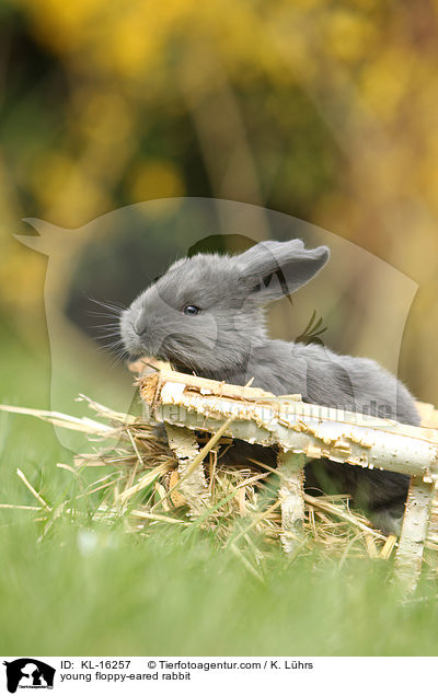 junges Widderkaninchen / young floppy-eared rabbit / KL-16257