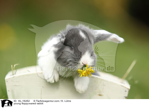 young floppy-eared rabbit / KL-16262