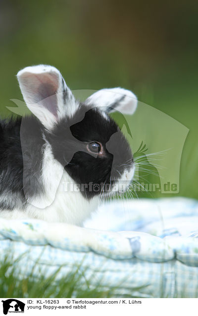 young floppy-eared rabbit / KL-16263