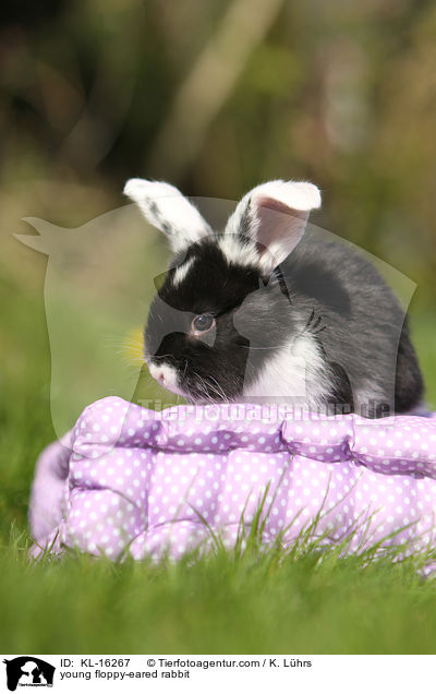 junges Widderkaninchen / young floppy-eared rabbit / KL-16267