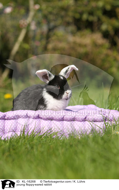 young floppy-eared rabbit / KL-16268