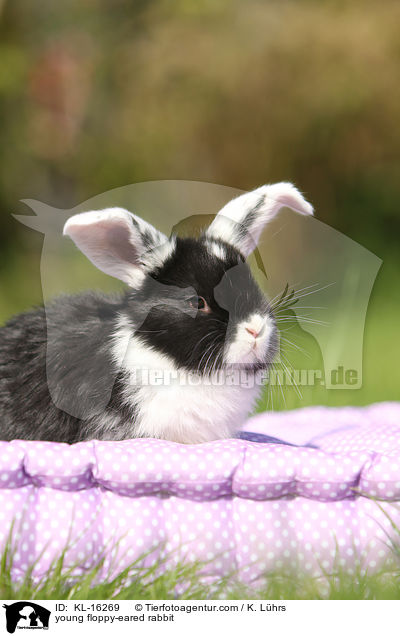 young floppy-eared rabbit / KL-16269