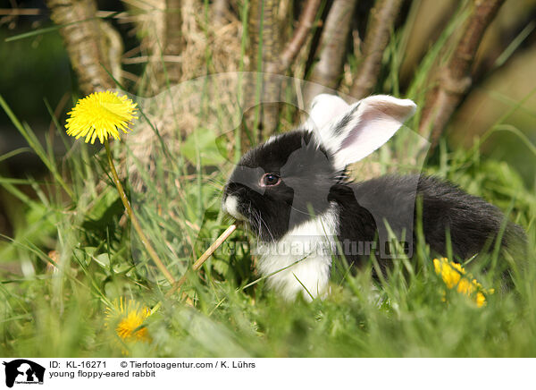 young floppy-eared rabbit / KL-16271
