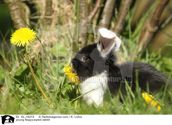junges Widderkaninchen / young floppy-eared rabbit / KL-16272
