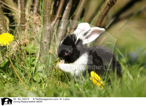 young floppy-eared rabbit / KL-16273