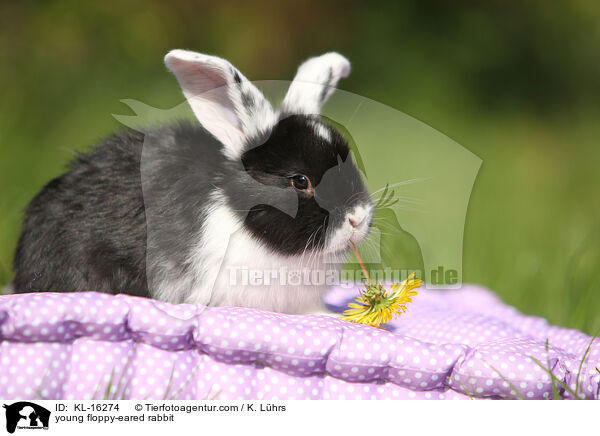 young floppy-eared rabbit / KL-16274