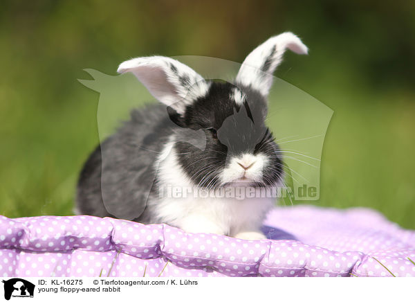 young floppy-eared rabbit / KL-16275