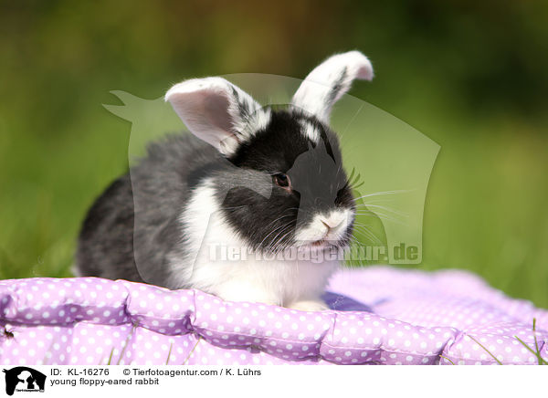 young floppy-eared rabbit / KL-16276