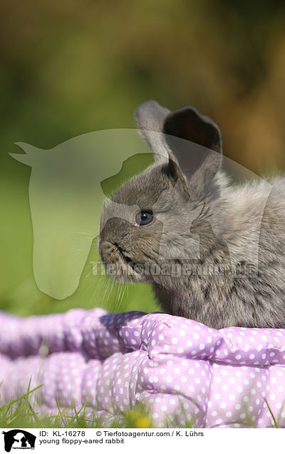 young floppy-eared rabbit / KL-16278