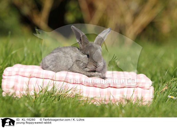 young floppy-eared rabbit / KL-16280