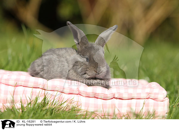 young floppy-eared rabbit / KL-16281