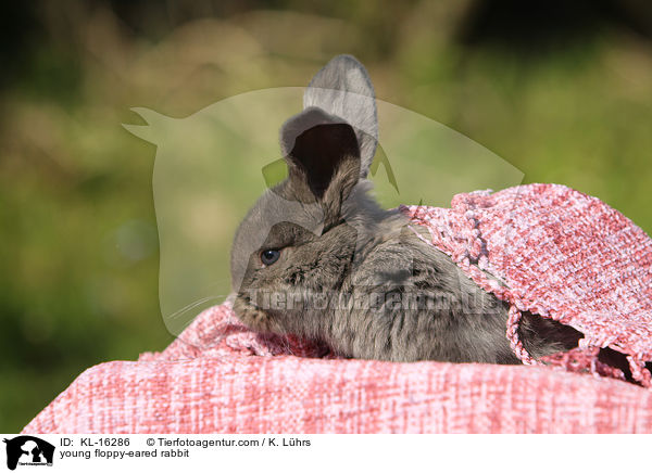 young floppy-eared rabbit / KL-16286