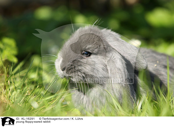 junges Widderkaninchen / young floppy-eared rabbit / KL-16291
