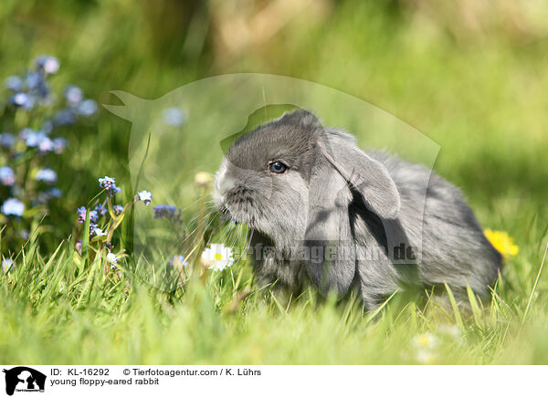 junges Widderkaninchen / young floppy-eared rabbit / KL-16292