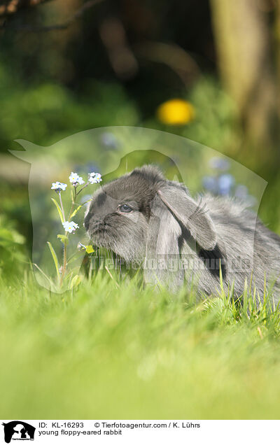 young floppy-eared rabbit / KL-16293
