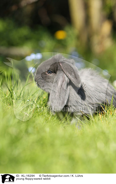 young floppy-eared rabbit / KL-16294