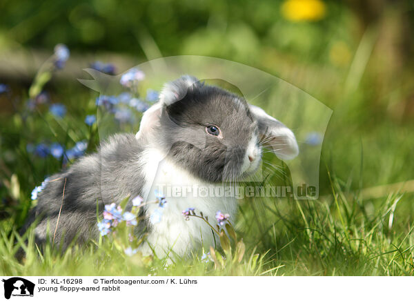 junges Widderkaninchen / young floppy-eared rabbit / KL-16298