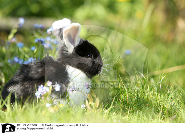 junges Widderkaninchen / young floppy-eared rabbit / KL-16300