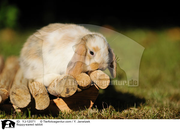 Widderkaninchen / floppy-eared rabbit / YJ-12071