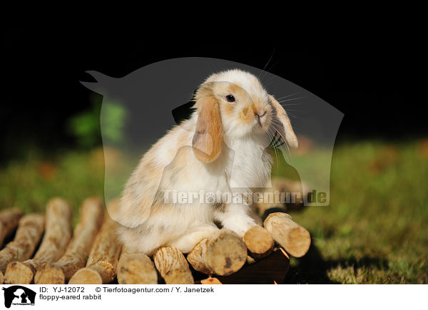 Widderkaninchen / floppy-eared rabbit / YJ-12072